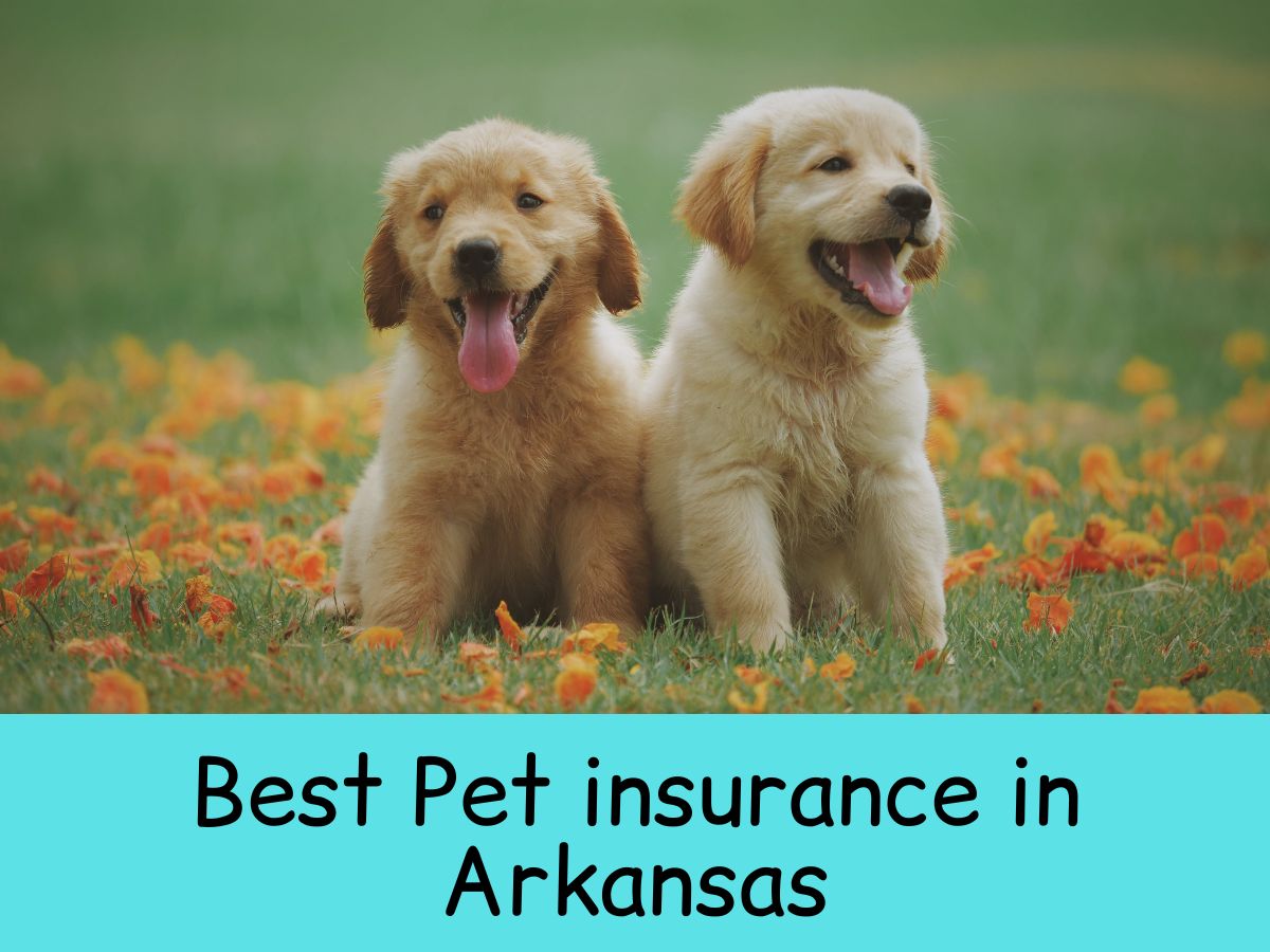 Cheapest pet insurance in Arkansas: Compare plan