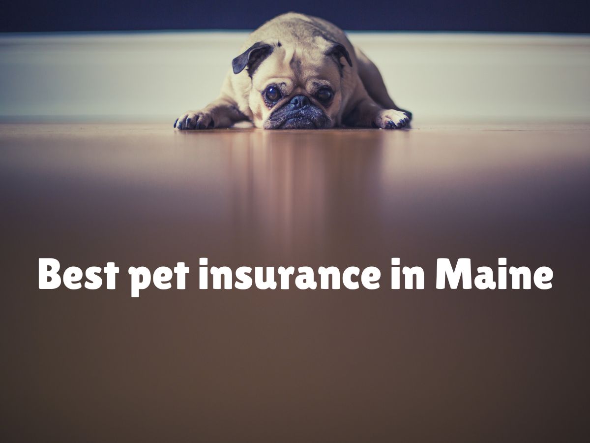 Best pet insurance in Maine [2024]