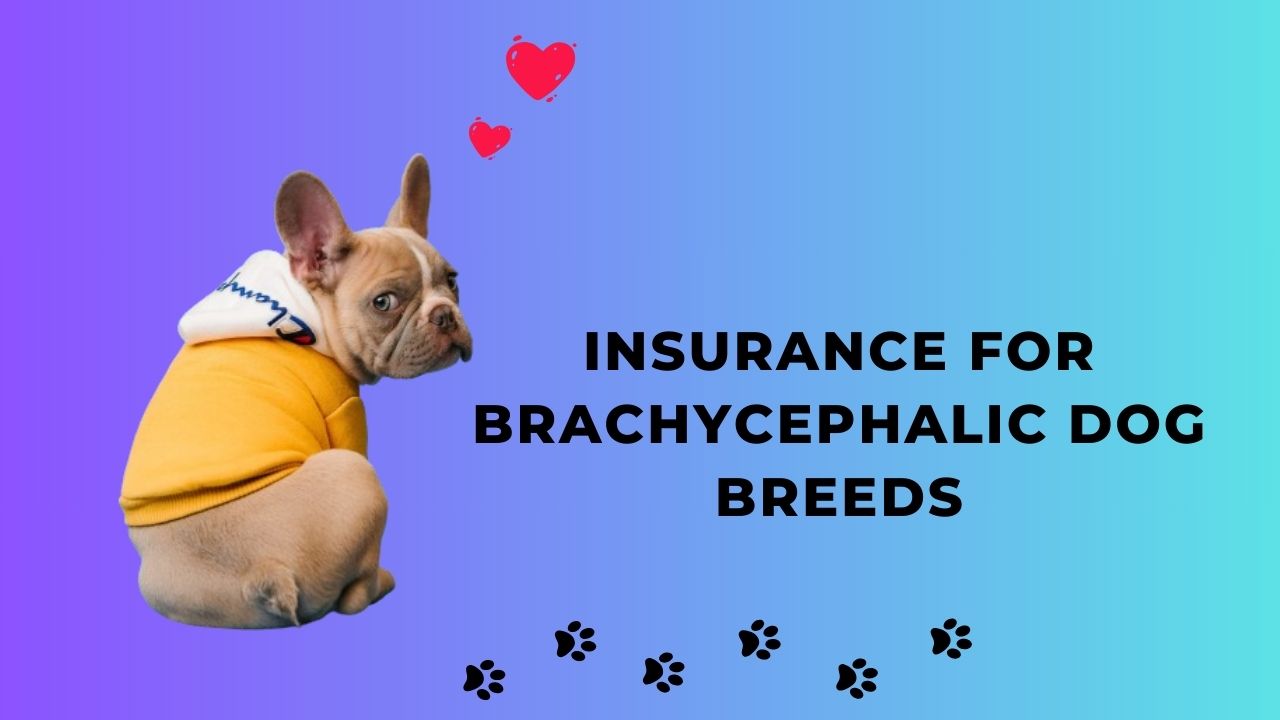 Best pet insurance for brachycephalic dog breeds