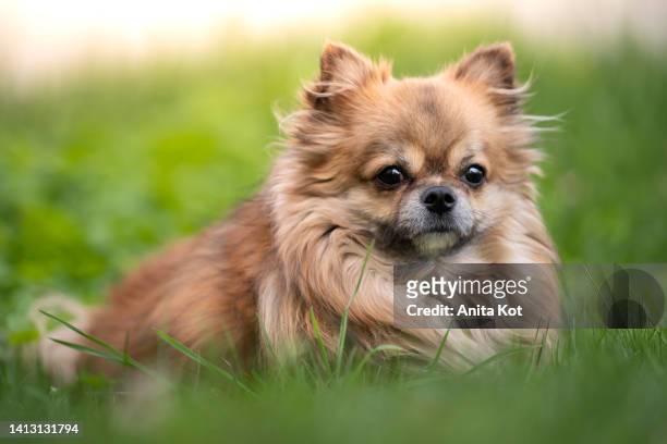 Pomeranian dog breed