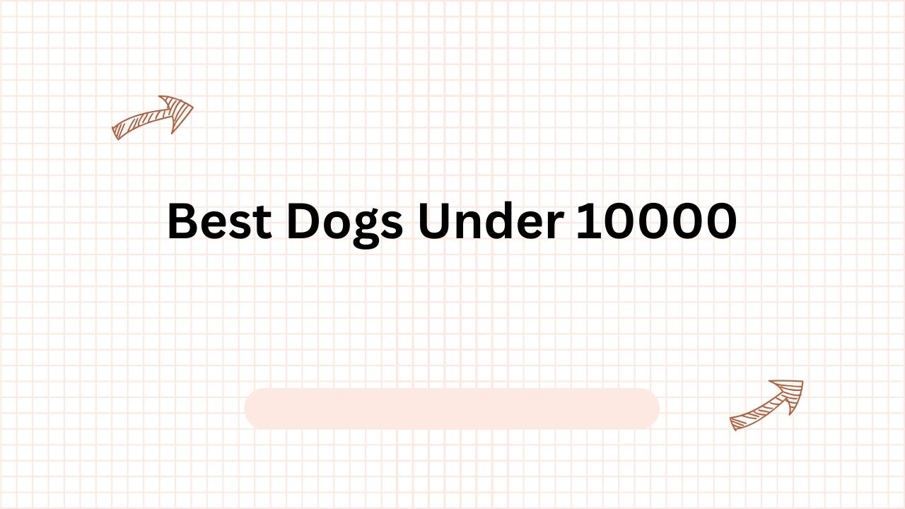 Best Dogs Under 10000 in India: Budget-Friendly Canine Companions